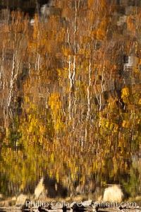 Aspen trees, fall colors, reflected in the still waters of North Lake, Populus tremuloides, Bishop Creek Canyon Sierra Nevada Mountains