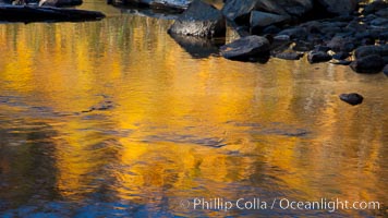 Aspen trees, fall colors, reflected in the still waters of North Lake, Populus tremuloides, Bishop Creek Canyon Sierra Nevada Mountains