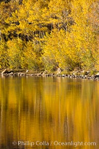 Aspen trees, fall colors, reflected in the still waters of North Lake, Populus tremuloides, Bishop Creek Canyon Sierra Nevada Mountains