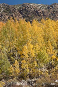 Aspen trees turn yellow and orange in early October, South Fork of Bishop Creek Canyon, Populus tremuloides, Bishop Creek Canyon, Sierra Nevada Mountains