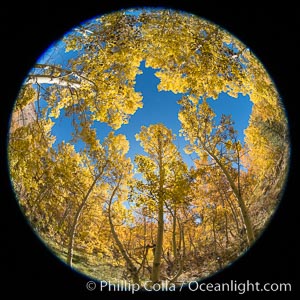 Turning aspen trees in Autumn, South Fork of Bishop Creek Canyon, Bishop Creek Canyon, Sierra Nevada Mountains