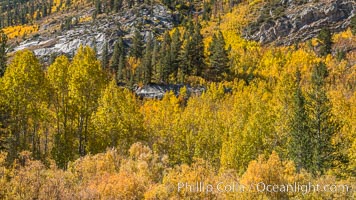 Turning aspen trees in Autumn, South Fork of Bishop Creek Canyon, Bishop Creek Canyon, Sierra Nevada Mountains
