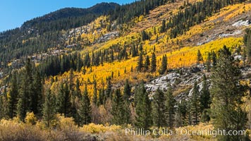 Turning aspen trees in Autumn, South Fork of Bishop Creek Canyon, Bishop Creek Canyon, Sierra Nevada Mountains