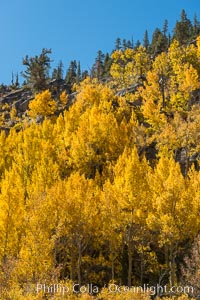 Turning aspen trees in Autumn, South Fork of Bishop Creek Canyon, Bishop Creek Canyon, Sierra Nevada Mountains