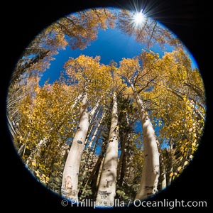 Turning aspen trees in Autumn, South Fork of Bishop Creek Canyon, Bishop Creek Canyon, Sierra Nevada Mountains