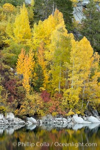 Aspen trees display Eastern Sierra fall colors, Lake Sabrina, Bishop Creek Canyon.
