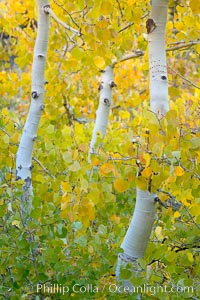 Aspen trees display Eastern Sierra fall colors, Lake Sabrina, Bishop Creek Canyon.