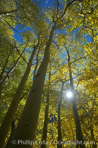 Aspen trees display Eastern Sierra fall colors, Lake Sabrina, Bishop Creek Canyon, Populus tremuloides, Bishop Creek Canyon, Sierra Nevada Mountains