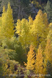 Aspen trees display Eastern Sierra fall colors, Lake Sabrina, Bishop Creek Canyon. Bishop Creek Canyon, Sierra Nevada Mountains, California, USA, Populus tremuloides, natural history stock photograph, photo id 17513