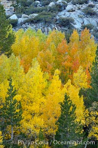 Aspen trees display Eastern Sierra fall colors, Lake Sabrina, Bishop Creek Canyon, Populus tremuloides, Bishop Creek Canyon, Sierra Nevada Mountains