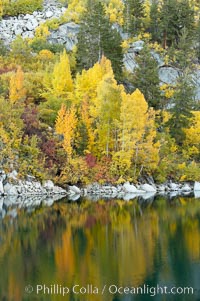 Aspen trees display Eastern Sierra fall colors, Lake Sabrina, Bishop Creek Canyon, Populus tremuloides, Bishop Creek Canyon, Sierra Nevada Mountains