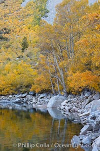 Aspen trees display Eastern Sierra fall colors, Lake Sabrina, Bishop Creek Canyon, Populus tremuloides, Bishop Creek Canyon, Sierra Nevada Mountains