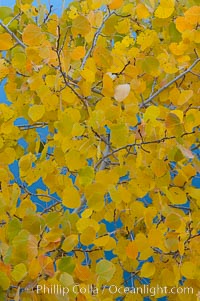 Aspen trees display Eastern Sierra fall colors, Lake Sabrina, Bishop Creek Canyon.