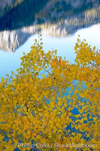 Aspen trees display Eastern Sierra fall colors, Lake Sabrina, Bishop Creek Canyon, Populus tremuloides, Bishop Creek Canyon, Sierra Nevada Mountains