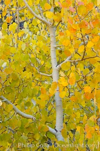 Aspen trees display Eastern Sierra fall colors, Lake Sabrina, Bishop Creek Canyon, Populus tremuloides, Bishop Creek Canyon, Sierra Nevada Mountains