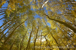 Aspen trees display Eastern Sierra fall colors, Lake Sabrina, Bishop Creek Canyon, Populus tremuloides, Bishop Creek Canyon, Sierra Nevada Mountains