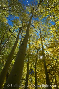 Aspen trees display Eastern Sierra fall colors, Lake Sabrina, Bishop Creek Canyon, Populus tremuloides, Bishop Creek Canyon, Sierra Nevada Mountains