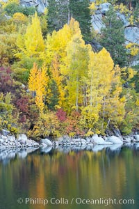 Aspen trees display Eastern Sierra fall colors, Lake Sabrina, Bishop Creek Canyon, Populus tremuloides, Bishop Creek Canyon, Sierra Nevada Mountains