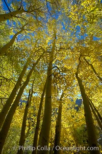 Aspen trees display Eastern Sierra fall colors, Lake Sabrina, Bishop Creek Canyon, Populus tremuloides, Bishop Creek Canyon, Sierra Nevada Mountains