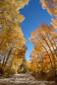 Aspen trees displaying fall colors rise above a High Sierra road near North Lake, Bishop Creek Canyon.