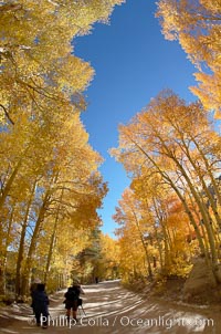 Aspen trees displaying fall colors rise above a High Sierra road near North Lake, Bishop Creek Canyon, Populus tremuloides, Bishop Creek Canyon, Sierra Nevada Mountains