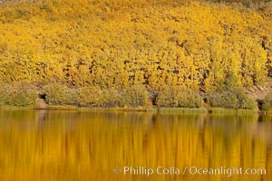 Aspens changing into fall colors, yellow and orange, are reflected in North Lake in October, Bishop Creek Canyon, Eastern Sierra, Populus tremuloides, Bishop Creek Canyon, Sierra Nevada Mountains