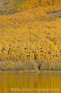 Aspens changing into fall colors, yellow and orange, are reflected in North Lake in October, Bishop Creek Canyon, Eastern Sierra, Populus tremuloides, Bishop Creek Canyon, Sierra Nevada Mountains