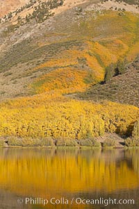 Aspens changing into fall colors, yellow and orange, are reflected in North Lake in October, Bishop Creek Canyon, Eastern Sierra, Populus tremuloides, Bishop Creek Canyon, Sierra Nevada Mountains