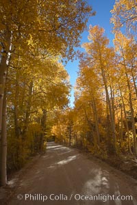 Aspen trees displaying fall colors rise alongside a High Sierra road near North Lake, Bishop Creek Canyon, Populus tremuloides, Bishop Creek Canyon, Sierra Nevada Mountains