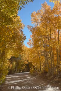 Aspen trees displaying fall colors rise alongside a High Sierra road near North Lake, Bishop Creek Canyon, Populus tremuloides, Bishop Creek Canyon, Sierra Nevada Mountains