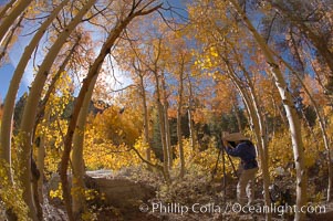 A photographer is surrounded by changing aspen trees, turning fall colors, near North Lake in the Eastern Sierra, Bishop Creek Canyon, Populus tremuloides, Bishop Creek Canyon, Sierra Nevada Mountains