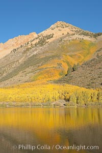 Aspens changing into fall colors, yellow and orange, are reflected in North Lake in October, Bishop Creek Canyon, Eastern Sierra, Populus tremuloides, Bishop Creek Canyon, Sierra Nevada Mountains