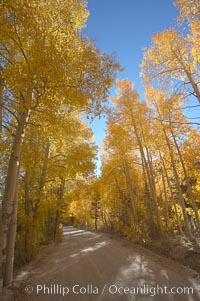 Aspen trees displaying fall colors rise alongside a High Sierra road near North Lake, Bishop Creek Canyon, Populus tremuloides, Bishop Creek Canyon, Sierra Nevada Mountains