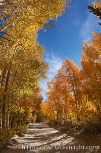 Aspen trees displaying fall colors rise alongside a High Sierra road near North Lake, Bishop Creek Canyon, Populus tremuloides, Bishop Creek Canyon, Sierra Nevada Mountains