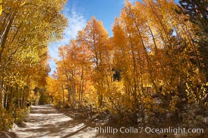 Aspen trees displaying fall colors rise alongside a High Sierra road near North Lake, Bishop Creek Canyon, Populus tremuloides, Bishop Creek Canyon, Sierra Nevada Mountains