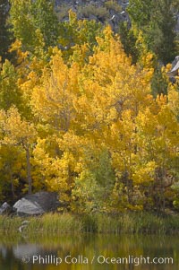 Aspen trees reflected in Cardinal Pond, Aspendel, Bishop Creek Canyon, Populus tremuloides, Bishop Creek Canyon, Sierra Nevada Mountains