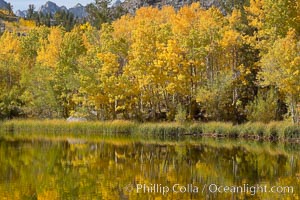 Aspen trees reflected in Cardinal Pond, Aspendel, Bishop Creek Canyon, Populus tremuloides, Bishop Creek Canyon, Sierra Nevada Mountains