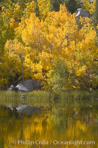 Aspen trees reflected in Cardinal Pond, Aspendel, Bishop Creek Canyon, Populus tremuloides, Bishop Creek Canyon, Sierra Nevada Mountains