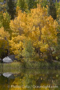 Aspen trees reflected in Cardinal Pond, Aspendel, Bishop Creek Canyon, Populus tremuloides, Bishop Creek Canyon, Sierra Nevada Mountains