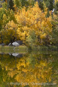 Aspen trees reflected in Cardinal Pond, Aspendel, Bishop Creek Canyon, Populus tremuloides, Bishop Creek Canyon, Sierra Nevada Mountains