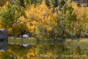 Aspen trees reflected in Cardinal Pond, Aspendel, Bishop Creek Canyon, Populus tremuloides, Bishop Creek Canyon, Sierra Nevada Mountains