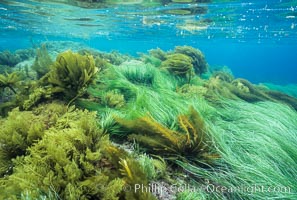 Assorted lowlying kelps, including surf grass and southern palm kelp.