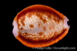 Astral Honey Cowrie, Cypraea helvola callista