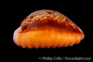 Astral Honey Cowrie, Cypraea helvola callista