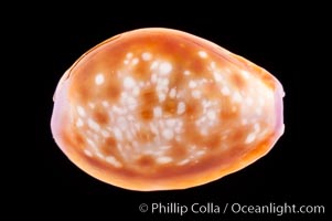 Astral Honey Cowrie, Cypraea helvola callista