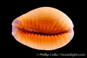 Astral Honey Cowrie, Cypraea helvola callista