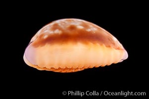 Astral Honey Cowrie, Cypraea helvola callista