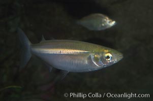 Topsmelt silverside., Atherinops affinis, natural history stock photograph, photo id 07873