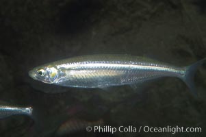 Topsmelt silverside., Atherinops affinis, natural history stock photograph, photo id 07876