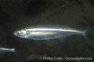 Topsmelt silverside, Atherinops affinis